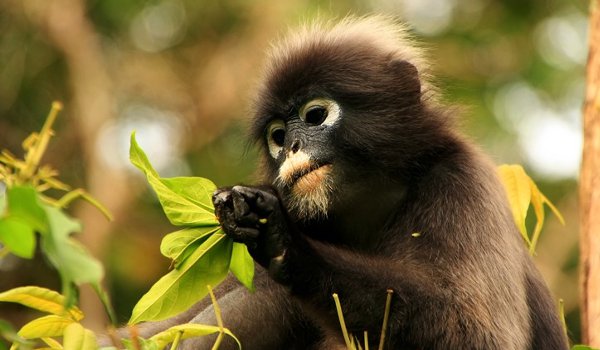 Rare 'leaf monkeys' sighted in China