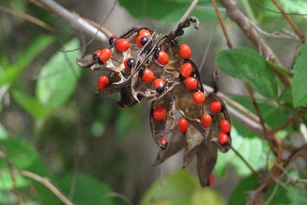 This is the world's poisonous plants that can be taken in minutes