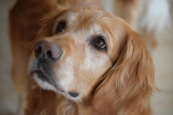 Why do not sleep in the night dog, know