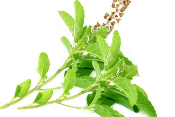 Problems with blotting can be cured by taking basil leaves