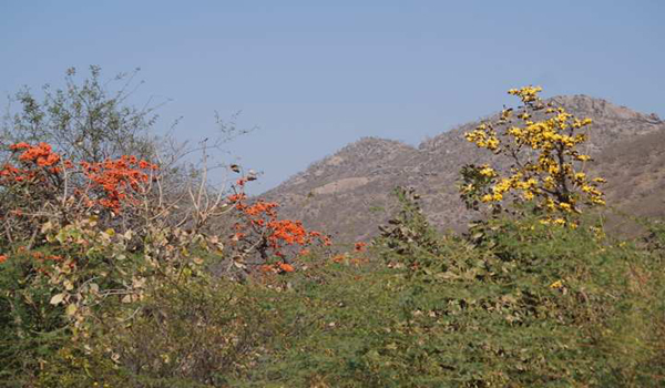 In the forest of Sirohi, the rare yellow tesu flower tree standing with orange tissue trees.