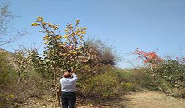 Dr. Sanjay Purohit Assistant Professor of Botany of Sirohi Govt College is seen in the forest of Sirohi yellow tissue flowers tree