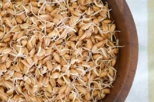 Sprouted wheat juice reduces to heart attack, learn how to consume