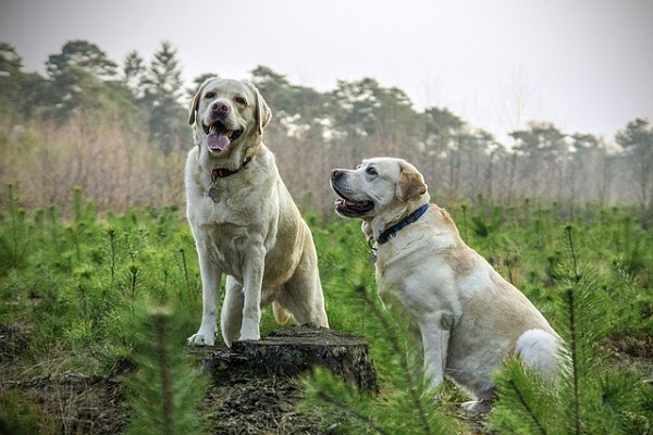 IA Learn why dogs run away behind the trains