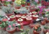 Attractive cactus displayed in mount abu flower show