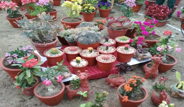 Attractive cactus displayed in mount abu flower show