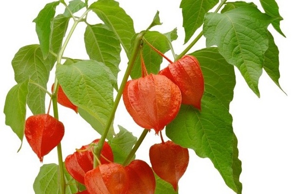 The root of this plant is the root cause of cancer, fruits, flowers and leaves