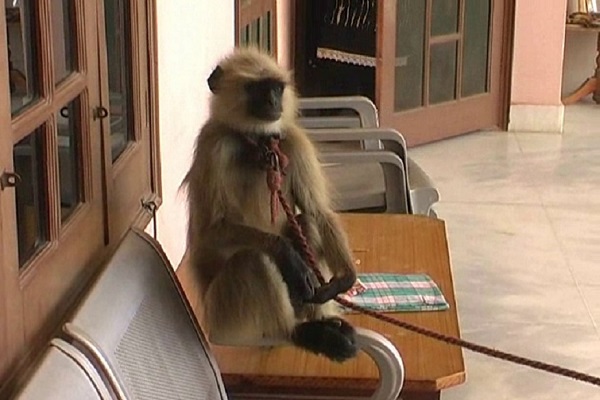 OMG! Langur found in dowryOMG! Langur found in dowry