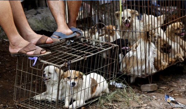 Vietnamese dog meat vendors prepare for Lunar New Year