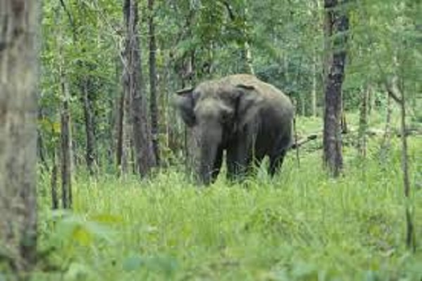 Myanmar's 10-Year Elephant Conservation Action Plan