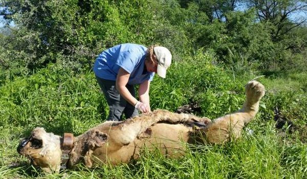 Six lions, 74 vultures poisoned to death in Tanzania
