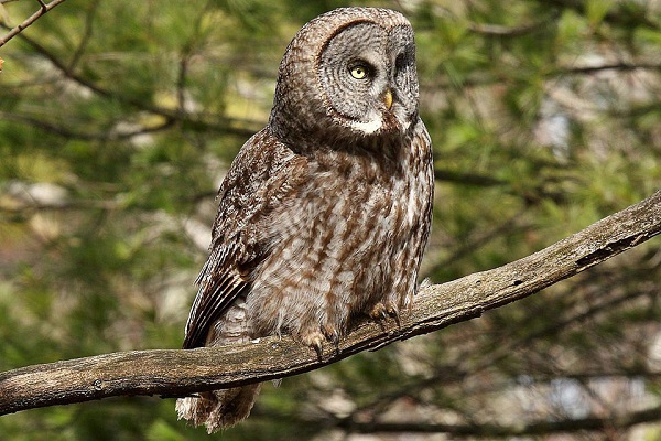 You do not know these things about owls