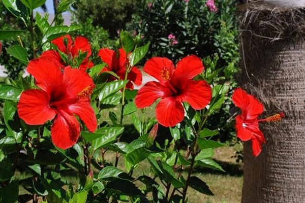 Goodwood plant is very beneficial for health, know how