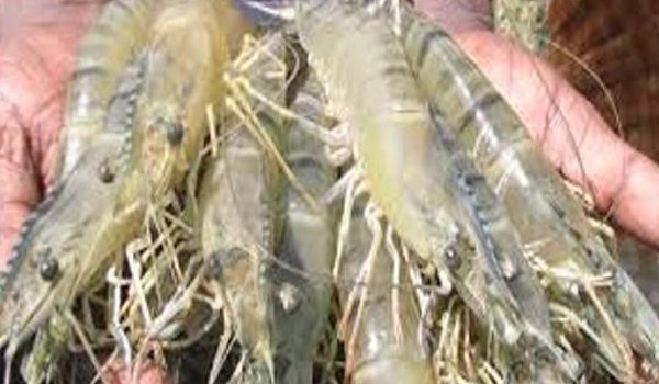 organic fish production in india