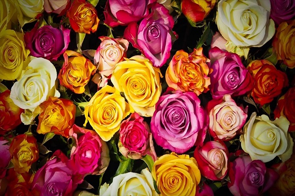 HAPPY ROSE DAY 2018 - Know what color should be sent to Rose