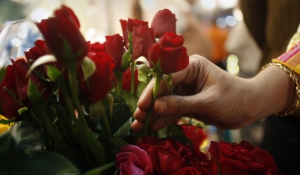 Valentine's Day : Valentine's season: Bangalore airport records 325 tonnes of rose export