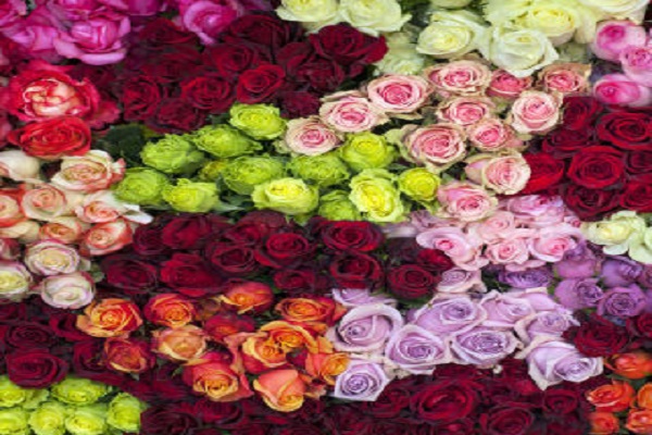 VALENTINE SPECIAL- Every color has a different meaning of your rose.