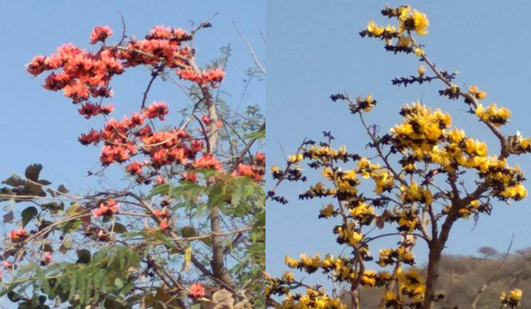 The flower of the orange teas usually found in the forest of Sirohi, the yellow tişu flowering tree first seen in the forest of Sirohi