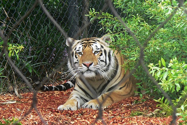 32 tigers died in the third year