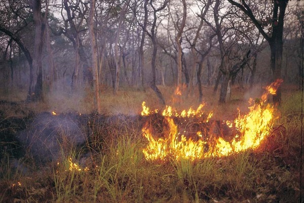 Chhattisgarh Fire in a forest of teak and bamboo forest department