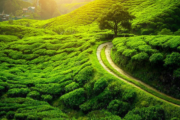 Darjeeling