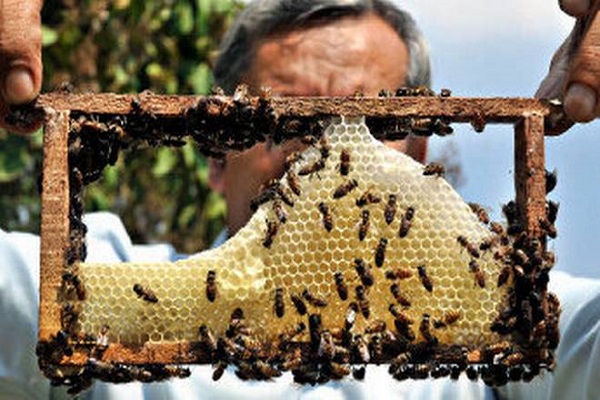 Honey Production from Presidency Estate Beekeeping Center