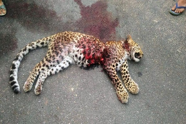 Madhya Pradesh Leopard death due to collision of vehicle