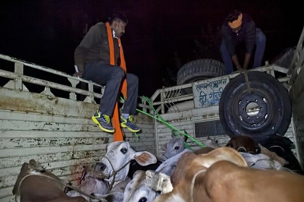 Madhya Pradesh caught pic up for cattle picking up illegally
