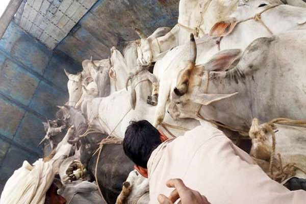 Uttar Pradesh Grab a truck full of cow on Babina toll plaza