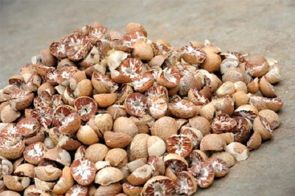 Uttar Pradesh Indonesian Betel recovered in Siddharthnagar