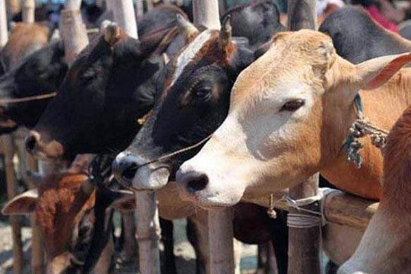 Uttar Pradesh Number of cattle will increase by pilot project