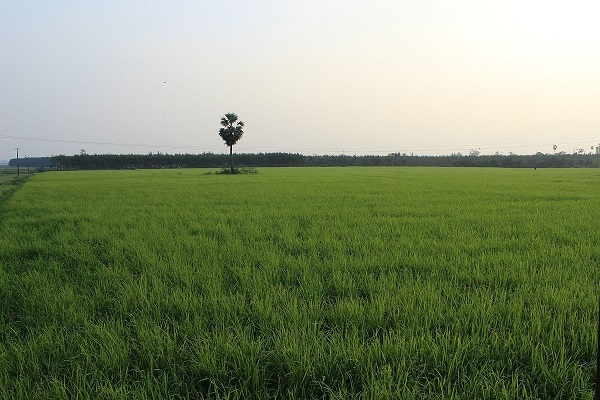 WB Paddy production will be increased by three new varieties of rice