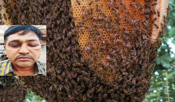 60 injured in Bees attack attack during funeral in Etawah