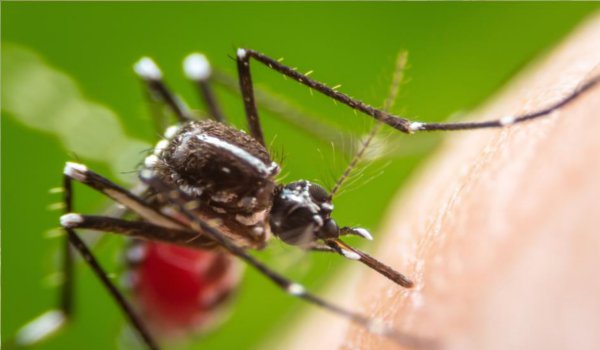 Jhunjhunu girl died in Jaipur due to Dengue