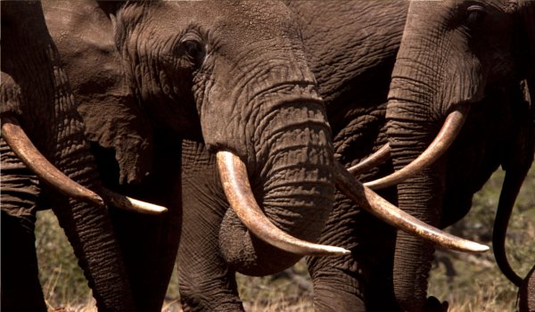 two people including one girl killed by an elephant in Araria
