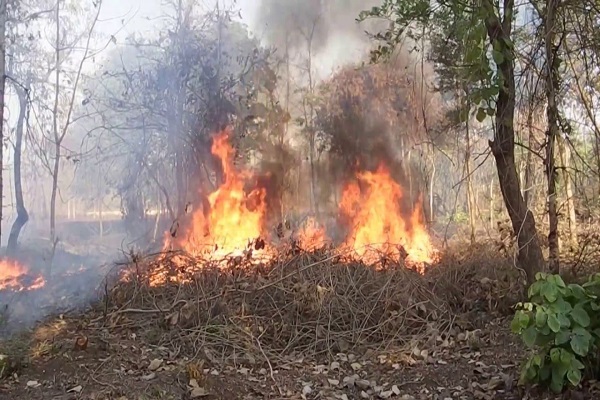 madhya pradesh betul hundreds of trees and plants burnt in the forest