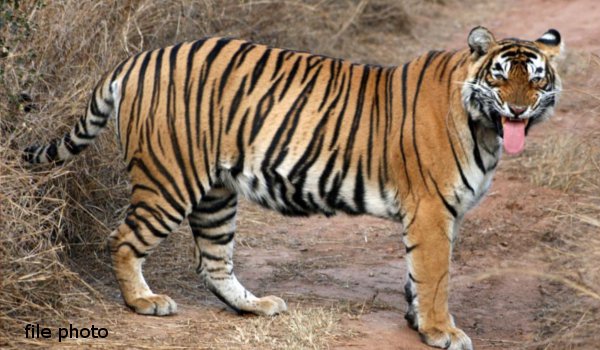 No clue of the missing Sariska tigress, search on