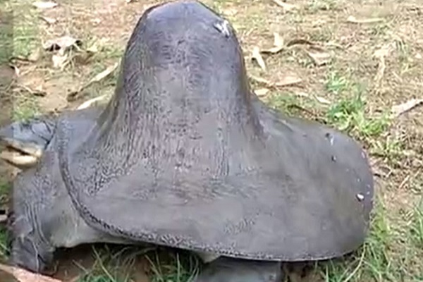 unique tortoise having shivling