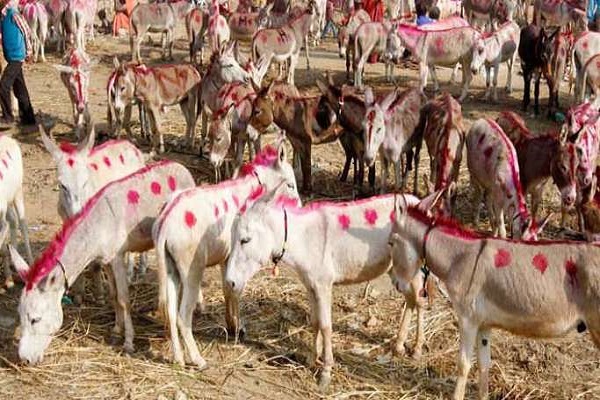 गर्दभ मेला का शुभारंभ कल से उत्तर प्रदेश में