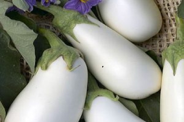 New variety of brinjal