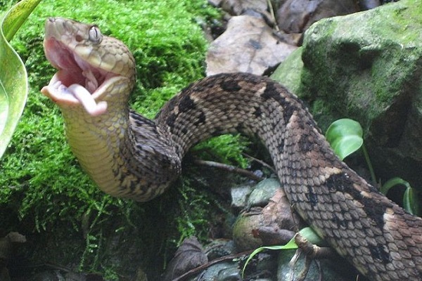 Snake Island (Brazil)