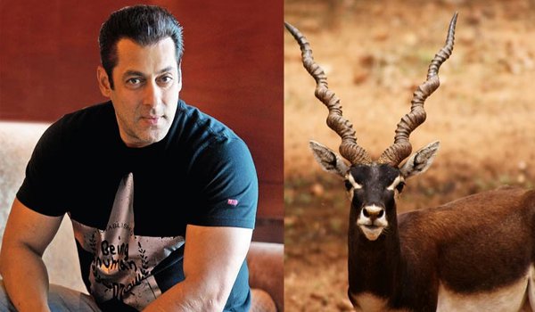 blackbuck poaching case 1998 : verdict after 20 years later, salman khan gets 8 year jail term