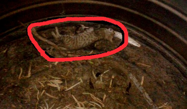 cat body found into Empty tank of water at ajmer collectorate