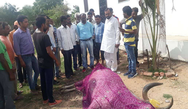 cow death, sanyam lodha, annpoorna rasoi, otaram dewasi