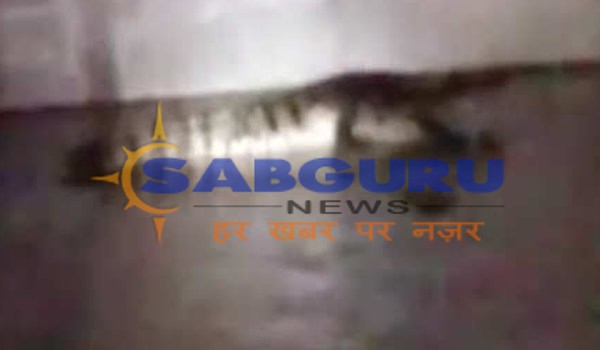 Crocodile strays into residential area in Vadodara, later captured