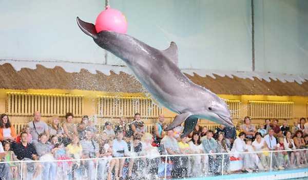 FIFA World Cup 2018: Dolphins predict Russian victory