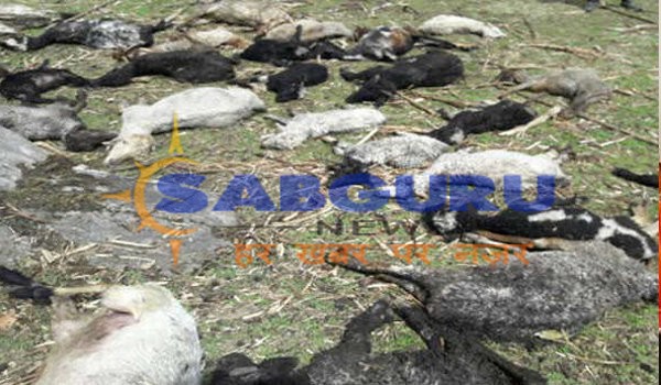 39 goats killed in house collapse due to rain in Sikar