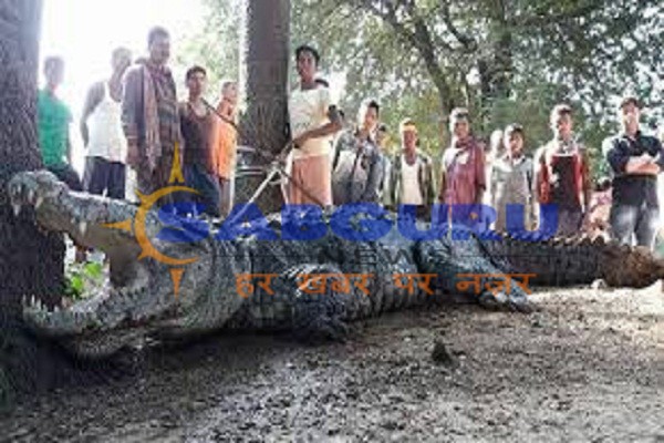 huge crocodile enters a house near the temple