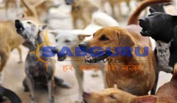 Six years old innocent killed by street dogs in Saharanpur