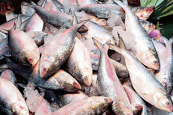 Bangladesh is the world's largest production hilsa fish